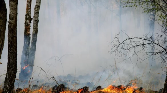 Ist es länger trocken, wie derzeit, dann steigt die Waldbrandgefahr. Die Feuerwehr Lage hat spezielles Equipment, und derzeit werden Karten mit Waldrettungspunkten erstellt. - © Wald und Holz NRW / T. Deckert