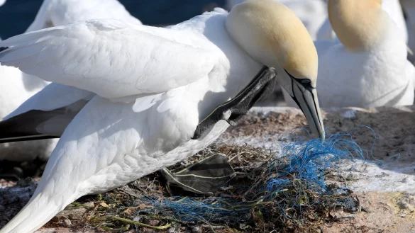 Basst&ouml;lpel - &copy; Foto: Carsten Rehder/dpa