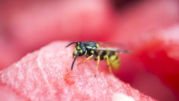 Wespe auf einer Melone - &copy; Foto: Inga Kjer