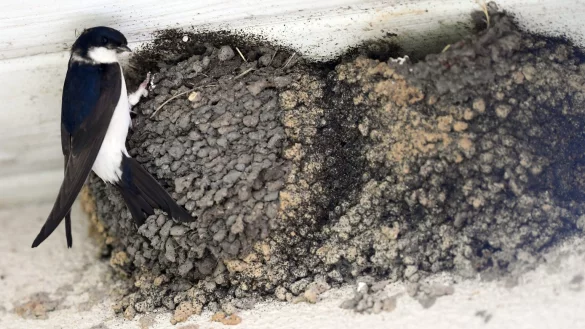 Schwalbennester sind gesch&uuml;tzt - &copy; Foto: Maurizio Gambarini/dpa