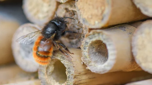 Wildbiene - &copy; Foto: Patrick Pleul/dpa-Zentralbild/ZB