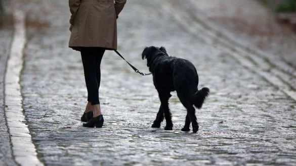 Hundesteuer - &copy; Foto: Jens B&uuml;ttner/dpa-Zentralbild