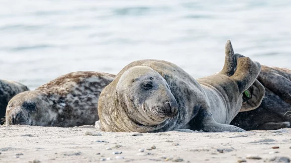 Kegelrobben auf der Helgol&auml;nder D&uuml;ne - &copy; Foto: Markus Scholz/dpa