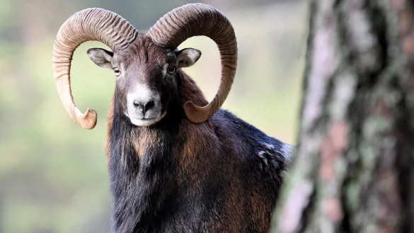 "Das Recht haben nun die Klasing&rsquo;schen Familienstiftungen auf ihrer Seite." - &copy; picture alliance / Reiner Bernhardt