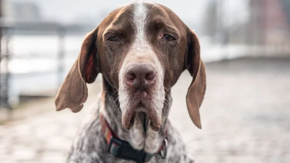 Hund - &copy; Foto: Frank Rumpenhorst