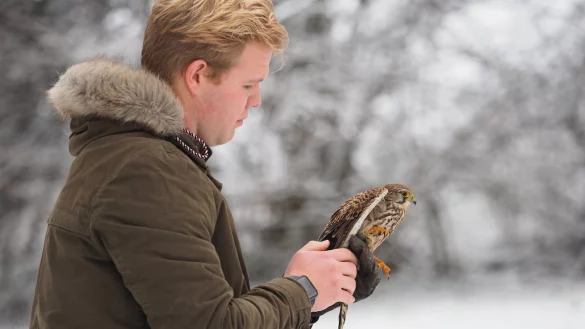 Fabius Begemann und das Turmfalken-Weibchen sind darauf zu sehen, als er sie auf der Streuobstwiese fliegen l&auml;sst. - &copy; Michael Pitt