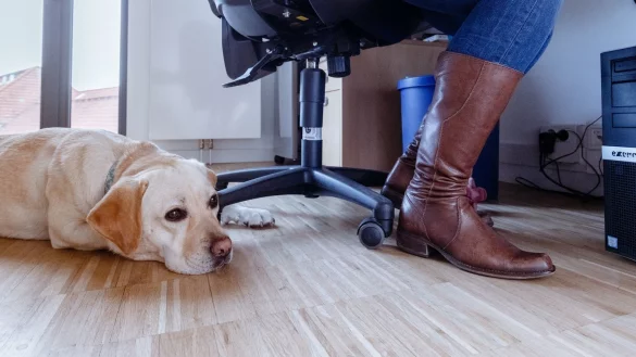 B&uuml;rohunde brauchen &Uuml;bung - &copy; Foto: Markus Scholz