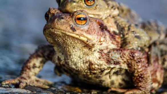 Damit die Amphibien sicher zu ihren Laichgewässern gelangen, werden Fangzäune aufgestellt. - © Symbolbild: Pixabay