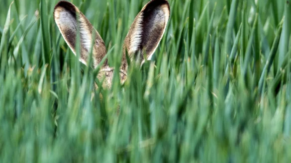 Feldhase - &copy; dpa