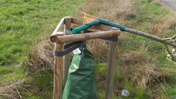 Umgeknickt: Zehn B&auml;ume der im Fr&uuml;hjahr am Radweg &uuml;ber den Vietberg angepflanzten elf E&szlig;kastanien, 21 Apfelb&auml;ume und 20 Birnenb&auml;ume sind nicht mehr zu retten. - &copy; Wolfgang Schriegel