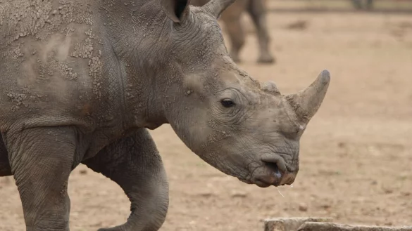 Breitmaulnashorn - &copy; Foto: J&uuml;rgen B&auml;tz/dpa