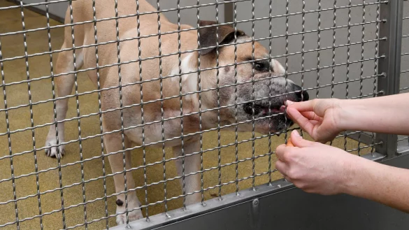 Der Staffordshire-Terrier-Mischling "Chico" soll seine 27 und 52 Jahre alten Besitzer in ihrer Wohnung in einem Mehrfamilienhaus get&ouml;tet haben. - &copy; Holger Hollemann/dpa