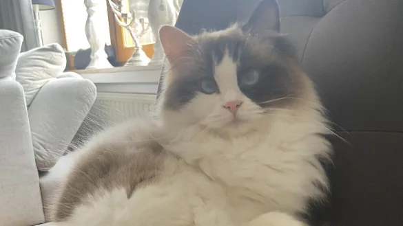 Die Katze Elsa wurde mutma&szlig;lich angeschossen. - &copy; privat