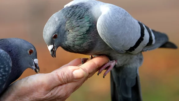 Nachbarn k&ouml;nnen durch Folgen beeintr&auml;chtigt werden - &copy; Foto: Marius Becker/dpa/dpa-tmn