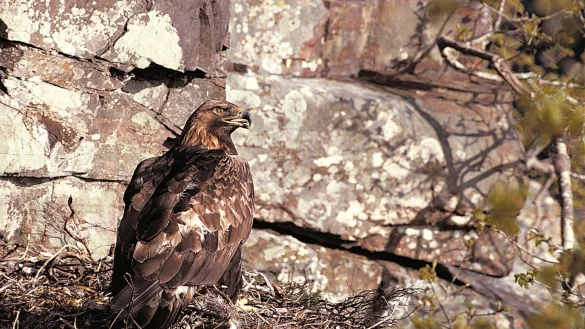 - &copy; Chris Gomersall/Rspb/dpa