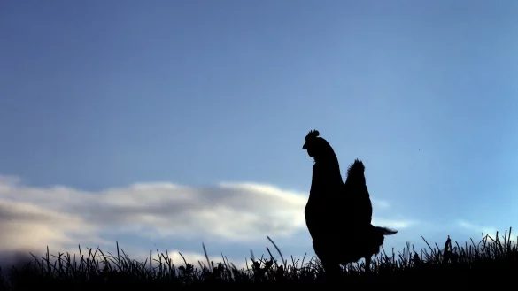 Huhn - &copy; Foto: Karl-Josef Hildenbrand