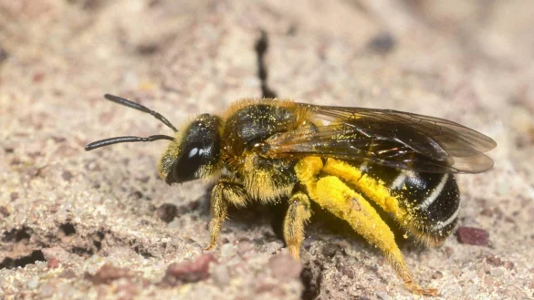 Eine Rotbeinige Furchenbiene mit Pollen. - &copy; picture alliance / blickwinkel/R. Guenter