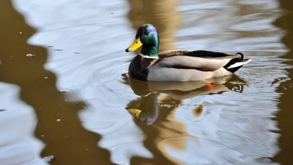 Ente im Teich - &copy; Foto: Andrea Warnecke