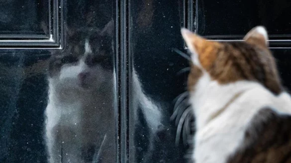 Larry - &copy; Foto: Aaron Chown/PA Wire/dpa