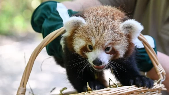 Nachwuchs bei den Roten Pandas - &copy; Foto: Jens Kalaene/dpa-Zentralbild/ZB