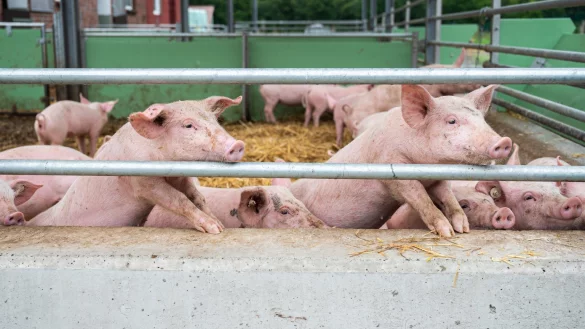 Schweinehalter in Sorge - &copy; Foto: Mohssen Assanimoghaddam/dpa