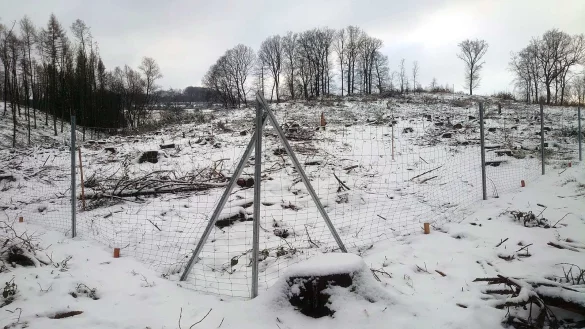 Der Zaun sch&uuml;tzt die Aufforstungsfl&auml;che vor Wildverbiss.&nbsp; - &copy; Marketing Extertal e.V.