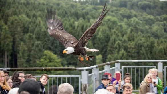 Greifv&ouml;gel der Adlerwarte Berlebeck starten t&auml;glich zu Freiflug-Vorf&uuml;hrungen. - &copy; Torben Gocke
