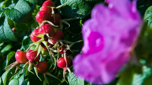 Blick auf eine Kartoffelrose - &copy; Foto: Andrea Warnecke