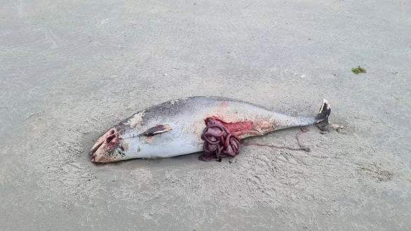 Dutzende tote Schweinswale auf niederl&auml;ndischen Inseln angesp&uuml;lt - &copy; Foto: Andreas Reuland/Schweinswale e.V./dpa