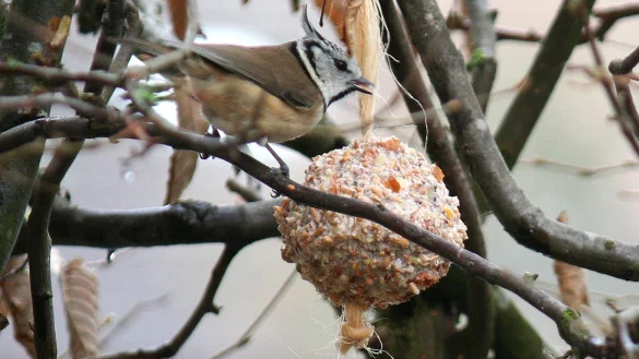 Leckerbissen f&uuml;r Meise und Co - &copy; Foto: Ursula Bauer/Aktion Tier