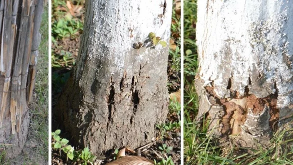 Einige der B&auml;ume an der Bunsenstra&szlig;e weisen Besch&auml;digungen auf. Beheben lassen sich diese kaum noch. - &copy; Willi Hennebr&uuml;der