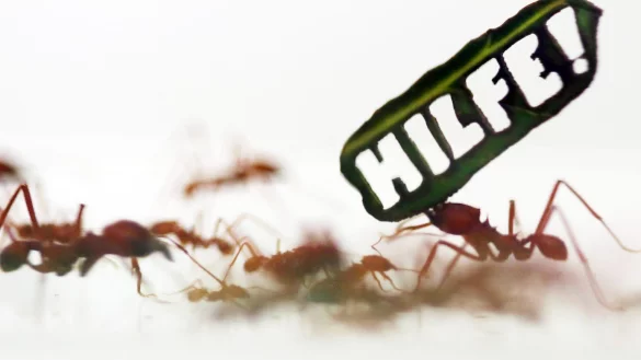 Das stille Sterben der Insekten - &copy; Foto: Oliver Berg/dpa/Illustration