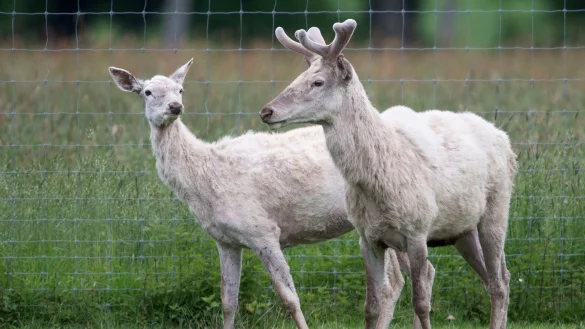 Wei&szlig;e Hirsche - &copy; Foto: Swen Pf&ouml;rtner