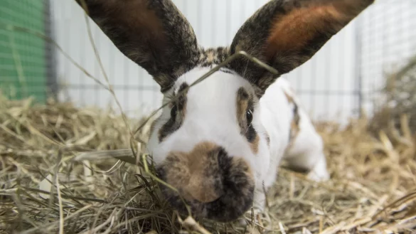 Foto-Shooting mit Kaninchen - &copy; Foto: Robert G&uuml;nther