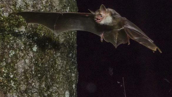 Ein Exemplar des Gro&szlig;en Mausohrs. Die Fledermausart zieht in Stemmen ihren Nachwuchs auf.&nbsp; - &copy; G. Bockwinkel/Biologische Station Lippe