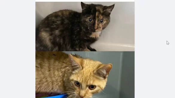 Auf Facebook bittet der Bielefelder Tierschutzverein um Hinweise auf die Herkunft der Katzen.