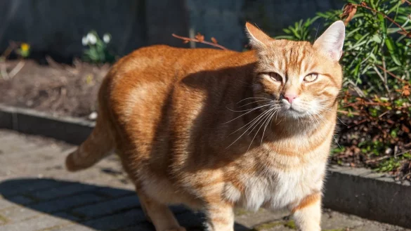 Katze &Uuml;bergewicht Di&auml;t - &copy; Foto: Andrea Warnecke/dpa-tmn