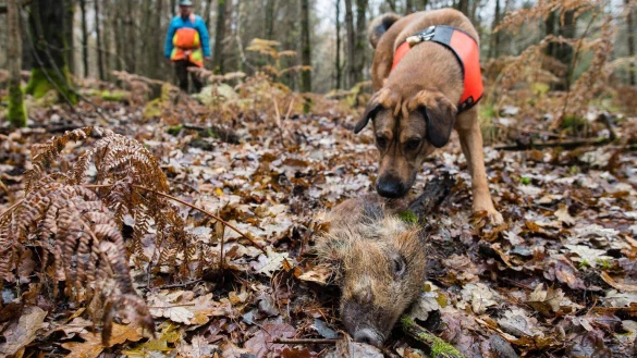 Wildschweinkadaver-Suchhund - &copy; Foto: Oliver Dietze/dpa