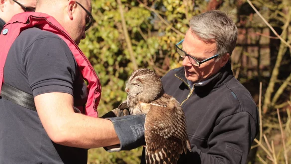 Tierrettung an der Bega - eine Eule hatte sich in einer Anglerschnur verfangen. - &copy; Till Brand