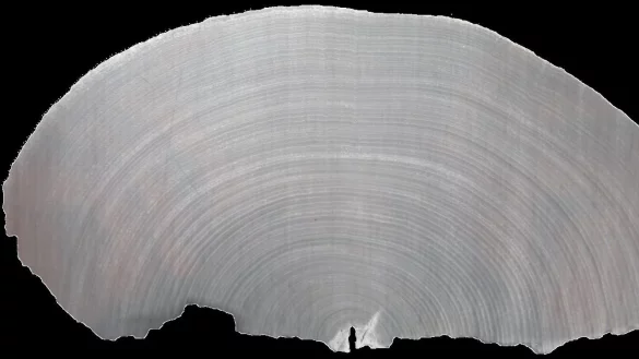 Laacher Vulkan - &copy; Foto: Frederick Reinig/Universit&auml;t Mainz/dpa