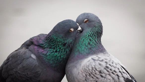 Turteltauben - &copy; Foto: Frank Rumpenhorst