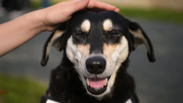 Hund - &copy; Foto: Nicolas Armer/dpa