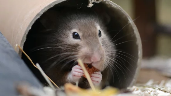 Goldhamster - &copy; Foto: Caroline Seidel/dpa-tmn