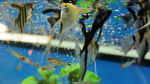 &Uuml;berf&uuml;tterung problematisch - &copy; Foto: Caroline Seidel/dpa-tmn