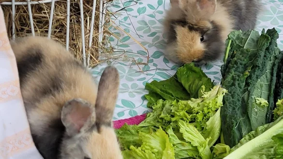 Ginny (l.) und Fred m&uuml;mmeln zum Mittag Salat und Gr&uuml;nkohl. Seit knapp einem Monat leben sie nun schon im Tierheim Vlotho. - &copy; Tierheim Vlotho