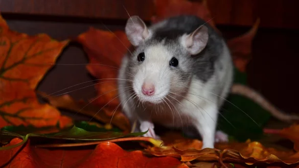 &bdquo;Ich habe schon h&auml;ufiger Ratten beobachtet, die tags&uuml;ber durch den Kurpark rennen&ldquo;, sagt Cordula Wei&szlig;sieker aus Horn-Bad Meinberg. Sie bef&uuml;rchtet, dass die Stadt es bald mit einem Rattenproblem zu tun haben k&ouml;nnte. Foto: Varga/pixabay.com - &copy; Varga/pixabay.com