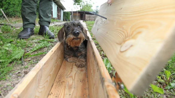 Der Dackel mit dem Fuchs. - &copy; Vera Gerstendorf-Welle