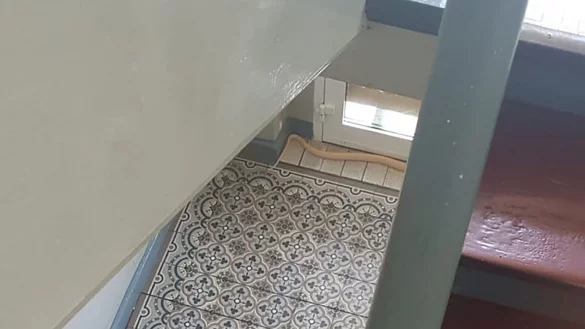 Entwischte Kobra - &copy; Foto: Collin Bleck