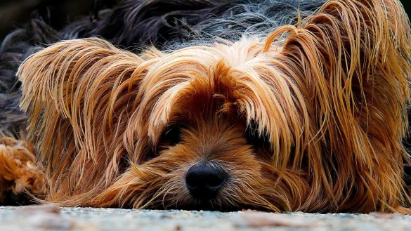 Unter den beschlagnahmten Hunden waren auch einige Yorkshire Terrier. - &copy; Symbolbild: Pixabay