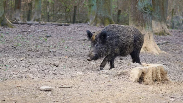Wildschwein im Wald: Um B&auml;ume zu sch&uuml;tzen und die Schweinepest einzud&auml;mmen, haben die J&auml;ger in NRW mehr Tiere erlegt. - &copy; Symbolbild: Pixabay